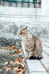 Side view of a cat looking away