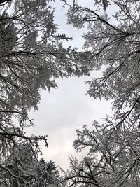 Low angle view of tree against sky