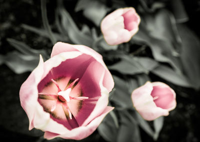 Close-up of pink rose