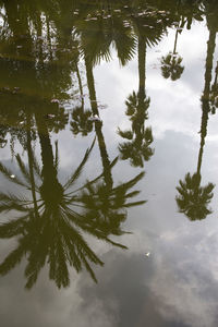 Reflection of palm tree in lake against sky