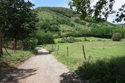 Scenic view of road amidst trees