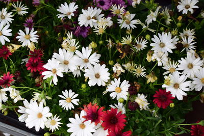 High angle view of white flowers blooming outdoors