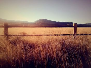 Scenic view of field against clear sky