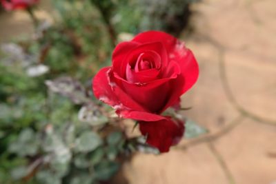 Close-up of red rose