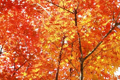 Low angle view of tree against sky