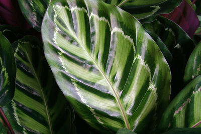 Close-up of succulent plant leaves