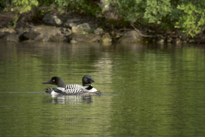 Ducks swimming on lake