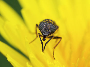 Close-up of fly on yellow flower