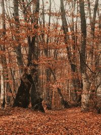 Trees growing in forest during autumn