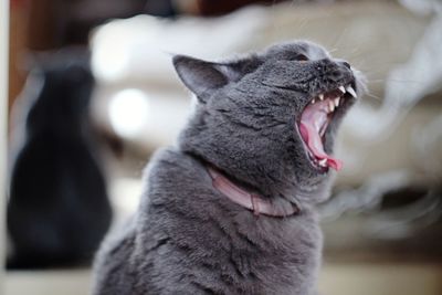 Close-up of dog yawning