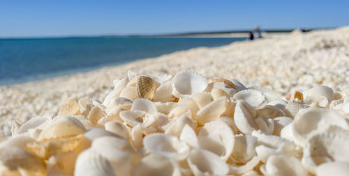 Close-up of shells on beach against sky