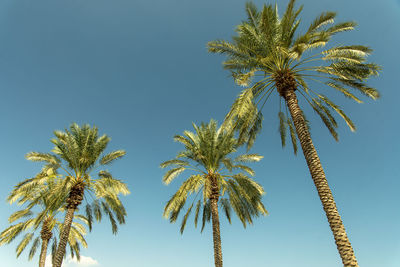 Low angle view of palm tree against sky