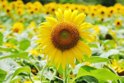 Close-up of yellow sunflower