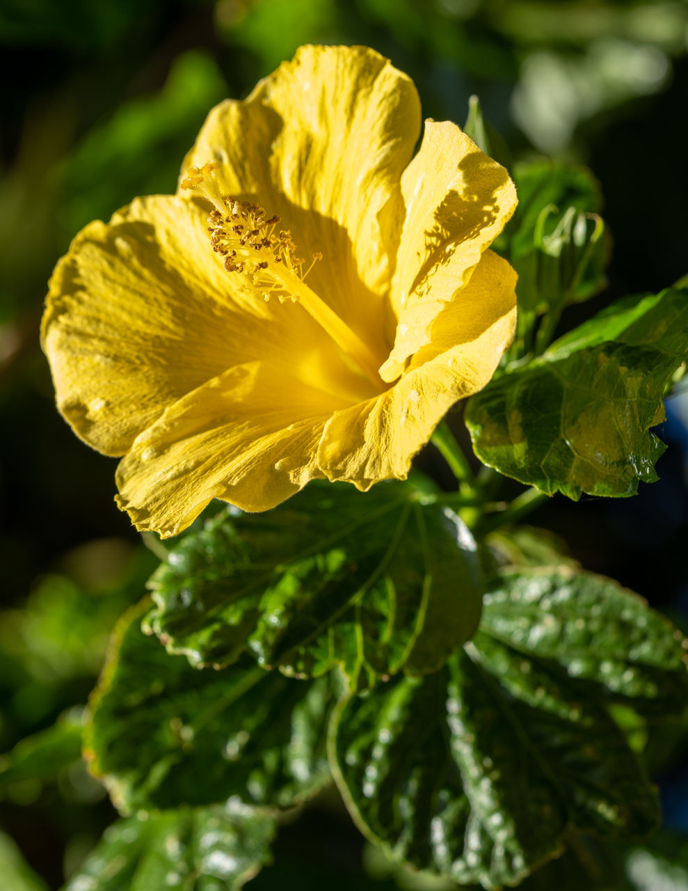 plant, flower, yellow, flowering plant, freshness, beauty in nature, nature, close-up, growth, leaf, plant part, flower head, macro photography, inflorescence, petal, fragility, food, green, food and drink, vegetable, no people, outdoors, springtime, blossom, sunlight, shrub, focus on foreground, summer, vibrant color, botany, produce, garden