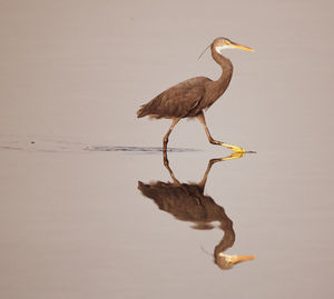 Side view of a bird on a lake