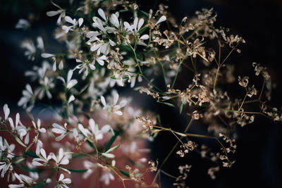 Close-up of flowers