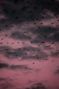 Low angle view of birds flying against sky during sunset