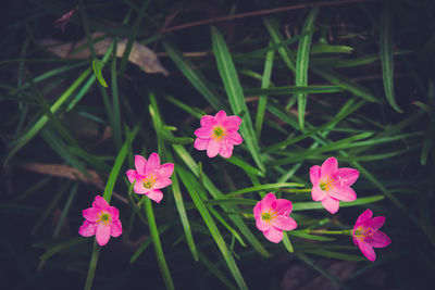 Close-up of pink flowering plants