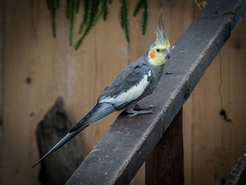 Close-up of parrot perching on wall