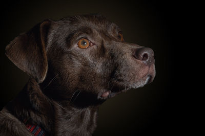 Dramatic portrait of a dog on black background. cute brown dog over dark background