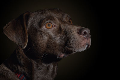 Close-up portrait of black dog