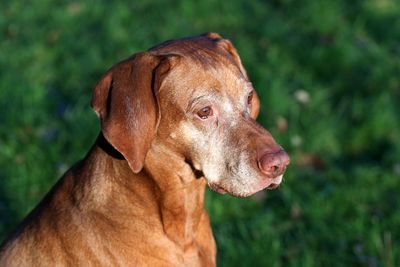 Close-up of dog outdoors