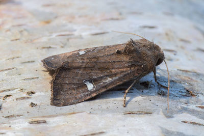 Close-up of insect on rock