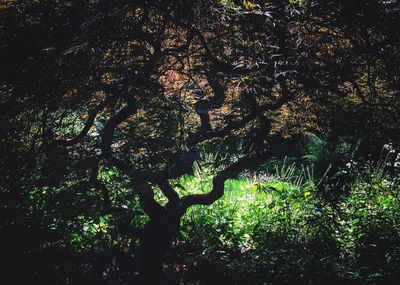 Low angle view of trees at night