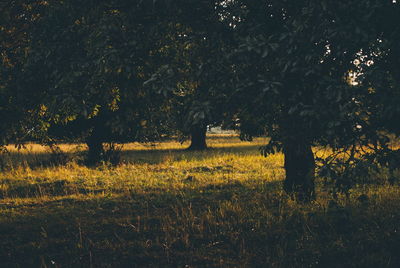 Trees against sky at night