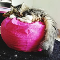 Close-up of kitten on bed