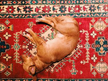 Dog resting on bed