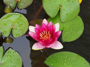 Close-up of pink lotus water lily in lake