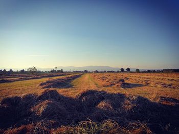 Agricultural field against clear sky