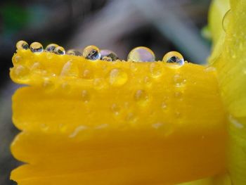 Close-up of wet yellow flower