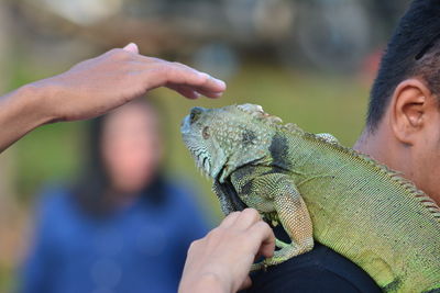 Close-up of woman hand touching iguana