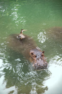 High angle view of ducks swimming in lake