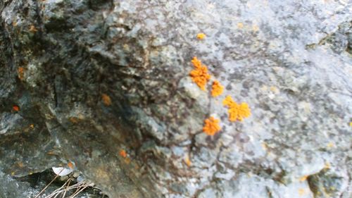 Close-up of orange leaf on rock