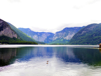 View of ducks swimming in lake europe alps scene