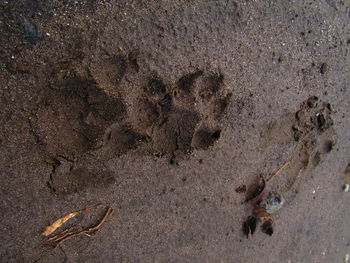 High angle view of footprints on sand at beach