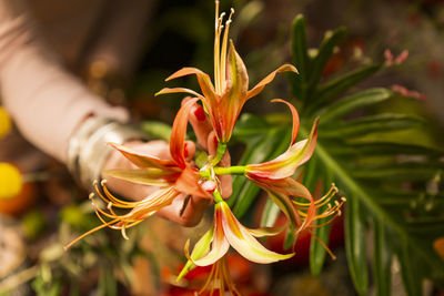 Close-up of flowering plant against blurred background