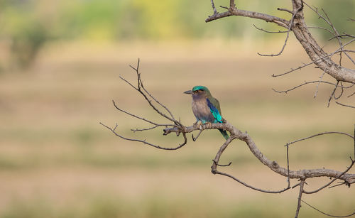 Bird perching on twig