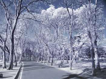Snow covered road amidst bare trees in winter