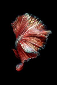 Close-up of multi colored feather against black background