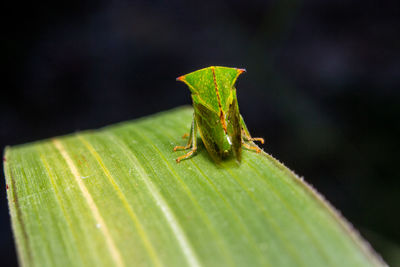 Close-up of insect on leaf