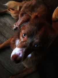 Close-up portrait of dog