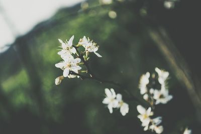 Close-up of white flowers