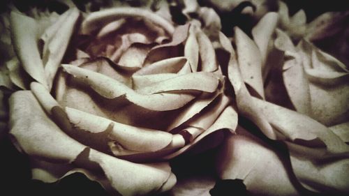 Full frame shot of white flower