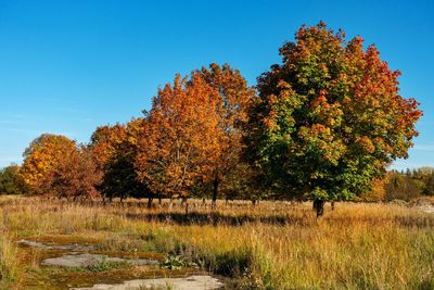 Trees on field against sky during autumn