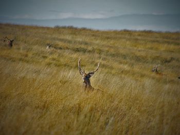 Stag in grassy field against sky