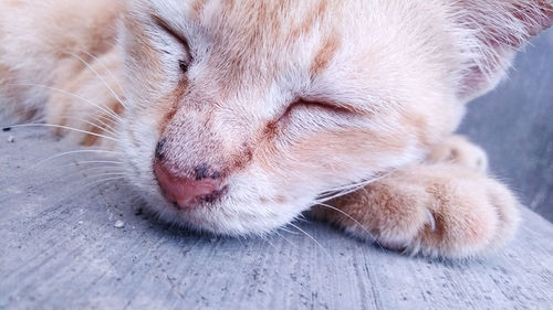 Close-up of a sleeping cat